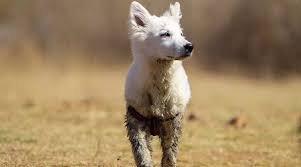 Pets are family, and family is everything. White German Shepherd Dog Breed Info Puppy Prices More