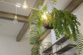 10 Ways To Hang Plants From A Ceiling
