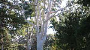 Australian Native Trees