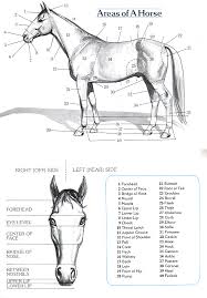 Most Popular Horse Classification Chart International