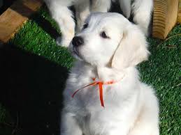 Golden willow retrievers is a small, family owned, breeding kennel located in the tranquil setting of hume, virginia. Calm And Confident English Cream Golden Retriever Puppies Training Canines