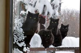 340 Winter Cats ideas | cats, winter cat, cats and kittens
