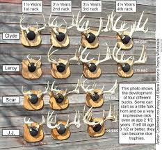 Average Amount Of Antler Growth After 3 Years Of Age Page 2