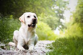 Лабрадор-ретривер: страстный охотник, примерный семьянин, пёс-спасатель,  верный друг и просто хороший мальчик | Пёсико | Дзен