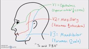Anatomy Cranial Nerves And Their Sensory Distribution