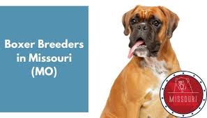 We drove 9 hours from austin, texas to diamond, missouri to get him. 11 Boxer Breeders In Missouri Mo Boxer Puppies For Sale Animalfate