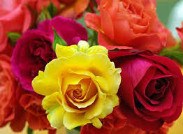 red and yellow roses flowers hd