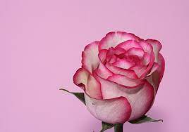 light pink rose flower images photos