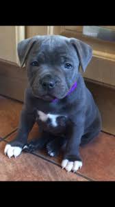 Our puppies are truly exquisite examples of the blue nose pitbull pitbull xl, including desired look no further your quality american bully puppies for sale or bully pitbull puppies for sale. Top Quality Blue Staffordshire Bull Terriers Staffordshire Bull Terrier Puppies Bull Terrier Puppy Pitbull Terrier