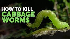kill cabbage worms and cabbage loopers