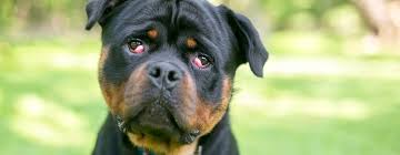 cherry eye in dogs signs treatment