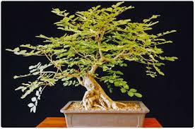 indoor bonsai care gardening articles