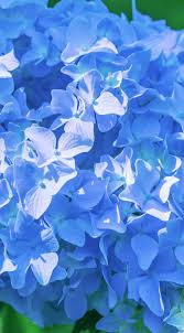 Flower Blue Wallpaper