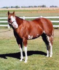 Sabino Horse Wikipedia