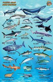 types of pacific ocean fish iilss