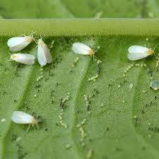 How To Identify And Control Whiteflies