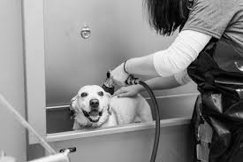 The animal hospital's services include wellness and routine examinations. The Pet Hospitals Downtown 660 Jefferson Ave Memphis Tn Veterinarians Mapquest