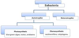 Biological Classification Class 11 Notes Biology