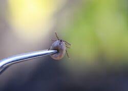 how to safely remove a tick from pets