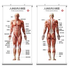 Usd 10 51 Body Muscle Anatomy Chart Hanging Chart Structure