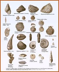 Geology Field Guide Corallian Of The Dorset Coast Fossils
