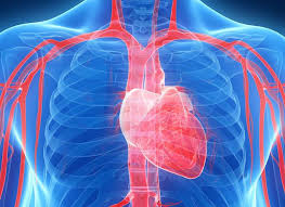 Homeostasis — cells — integumentary — nervous — senses — muscular — blood — cardiovascular — immune — urinary — respiratory — gastrointestinal — nutrition — endocrine — reproduction (male) — reproduction. What Are The Functions Of The Cardiovascular System Berkeley Life