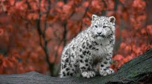 baby snow leopard 4k hd s 4k