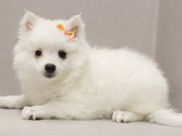 miniature american eskimo puppy white