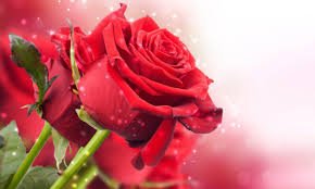 red roses flowers green petals best hd