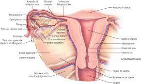 The pelvic floor, supporting structures and pelvic organs. Anatomy Of The Female Pelvis Springerlink