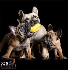 From french bulldog puppies for sale, french bulldog breeders, french bulldog breeders, mini french bulldogs, care, health, training, & more! Sarcelles Kennels French Bulldog Breeder Geelong Vic