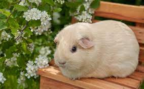 100 guinea pig pictures wallpapers com
