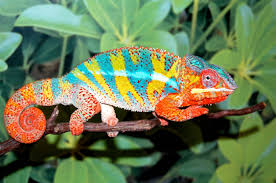 ambilobe panther chameleon