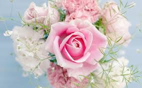 pink rose beautiful flowers 2560