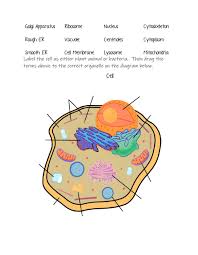 Worksheet templates cell passive transport worksheet answers. Cell Organelles Interactive Worksheet