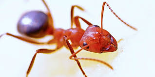 types of ants destructive aggressive