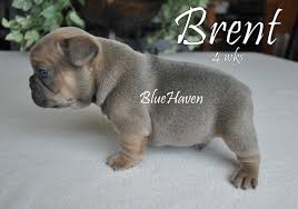 Browse 36 french bulldog puppies for sale. Blue Sable Bluehaven French Bulldogsbluehaven French Bulldogs
