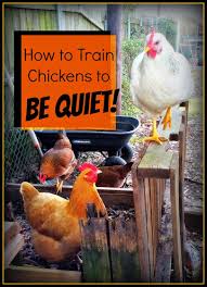 Start training in a protected, fenced in area put up a temporary fence and let your chickens out of their pen into the enclosed area. How To Train Chickens To Be Quiet Greneaux Gardens