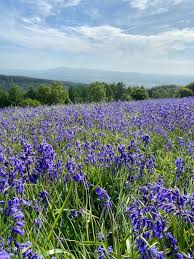 the best bluebell trails in ludlow