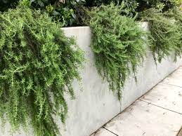 7 good trailing plants for walls