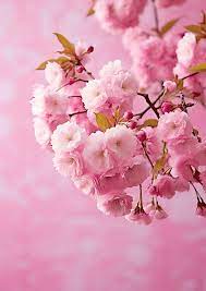 bunga sakura dalam cetakan wallpaper
