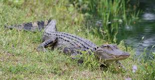 Alligators in North Carolina - Carolina Country