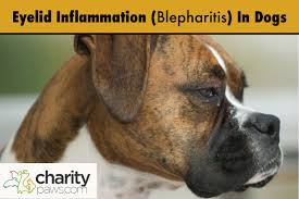 eyelid inflammation blepharitis in