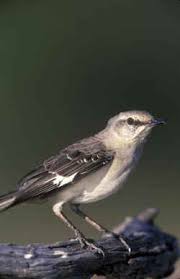 florida state bird mockingbird mimus
