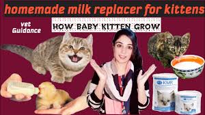 newborn kitten homemade milk
