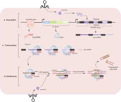 crispr cas9 gene editing in cancer