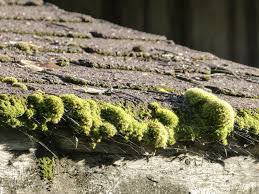 dealing with moss the environmentally