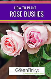 Raising A Rose Bush Our Guide With