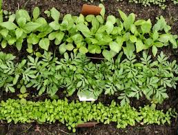 10 Companion Herbs To Plant In Your Garden 1 Million Women