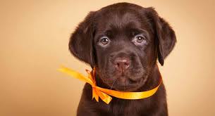 See more ideas about lab puppies, cute dogs, puppies. Chocolate Labrador Fun Facts About Lovely Chocolate Labs